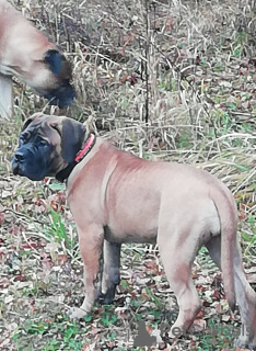 Photo №4. I will sell bullmastiff in the city of Москва. private announcement, from nursery - price - 1350$