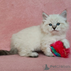 Photo №2 to announcement № 72821 for the sale of siberian cat - buy in Finland private announcement, breeder