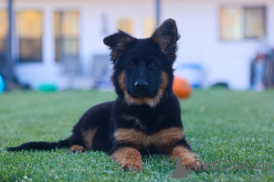 Photo №1. german shepherd - for sale in the city of Dusseldorf | negotiated | Announcement № 158065