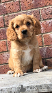 Additional photos: Cavalier King Charles Spaniel Puppies.