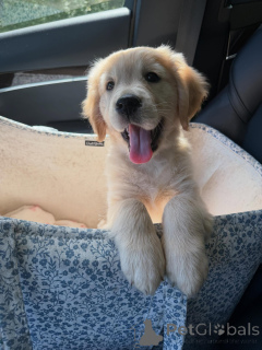 Photo №1. golden retriever - for sale in the city of Bielefeld | negotiated | Announcement № 179022