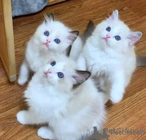 Photo №1. ragdoll - for sale in the city of Helsinki | negotiated | Announcement № 174664