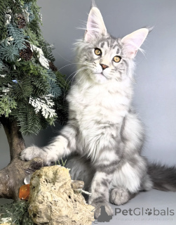 Photo №2 to announcement № 163171 for the sale of maine coon - buy in Germany breeder