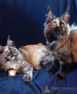 Photo №1. maine coon - for sale in the city of Ryazan | negotiated | Announcement № 74772