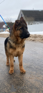 Photo №1. german shepherd - for sale in the city of Minsk | 321$ | Announcement № 89547