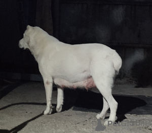 Photo №1. central asian shepherd dog - for sale in the city of Novorossiysk | 414$ | Announcement № 26269