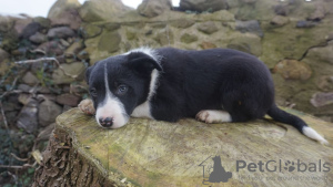 Photo №2 to announcement № 43177 for the sale of border collie - buy in Germany private announcement