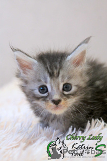 Photo №1. maine coon - for sale in the city of St. Petersburg | 473$ | Announcement № 15466
