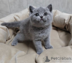 Photo №2 to announcement № 89696 for the sale of british shorthair - buy in Germany private announcement