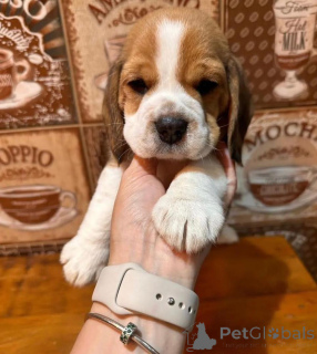 Photo №1.  - for sale in the city of Anderlecht | 774$ | Announcement № 162855