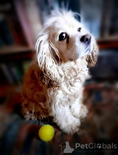 Photo №2 to announcement № 160706 for the sale of american cocker spaniel - buy in Russian Federation private announcement