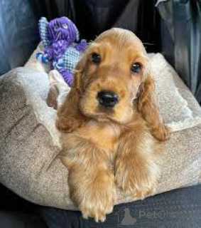 Photo №4. I will sell english cocker spaniel in the city of Bournemouth. private announcement, breeder - price - 826$