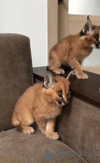 Photo №1. caracal - for sale in the city of Hague | negotiated | Announcement № 172257