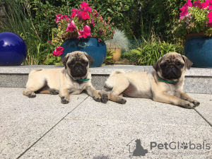 Photo №4. I will sell pug in the city of Hannover. breeder - price - Is free