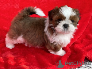 Photo №1. shih tzu - for sale in the city of Alaska | 450$ | Announcement № 66415