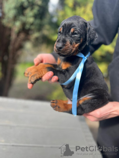 Photo №3. Doberman puppies. Poland