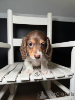 Photo №1. dachshund - for sale in the city of Dresden | negotiated | Announcement № 164716