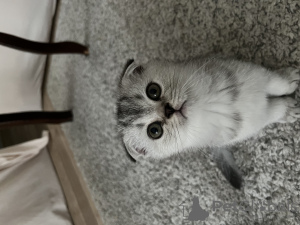 Photo №1. scottish fold - for sale in the city of Стамбул | 300$ | Announcement № 42047