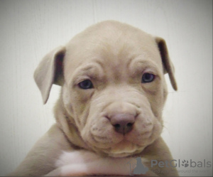 Photo №1. american pit bull terrier - for sale in the city of St. Petersburg | 810$ | Announcement № 6594