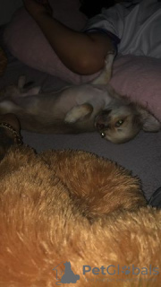 Photo №3. Chihuahua-Velpe. Germany