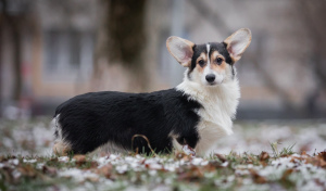Photo №4. I will sell welsh corgi in the city of Москва. breeder - price - 1139$