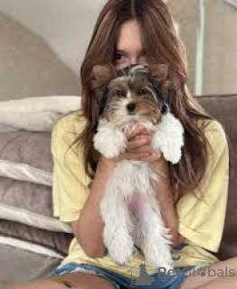 Photo №3. Prachtige Yorkshire Terrier-puppy's te koop. Belgium