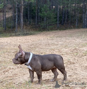 Additional photos: Azura american pocket bully