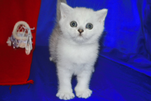 Photo №2 to announcement № 773 for the sale of british shorthair - buy in Ukraine private announcement