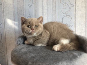 Photo №2 to announcement № 5609 for the sale of british shorthair - buy in Russian Federation private announcement, from nursery, breeder