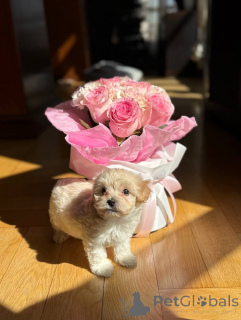 Photo №1. non-pedigree dogs - for sale in the city of Paris | negotiated | Announcement № 159229