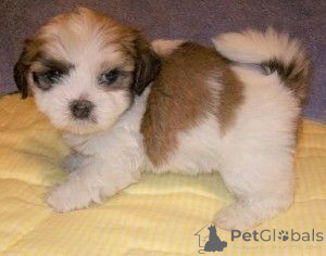 Photo №1. lhasa apso - for sale in the city of Eschborn | 465$ | Announcement № 169460