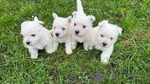 Photo №2 to announcement № 37741 for the sale of west highland white terrier - buy in Germany breeder