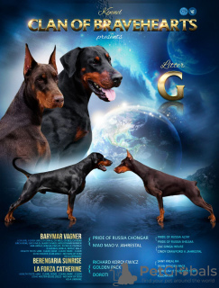 Photo №1. dobermann - for sale in the city of Khmelnitsky | 1500$ | Announcement № 30114