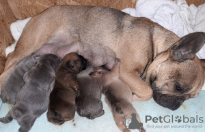 Photo №4. I will sell french bulldog in the city of Харлем. private announcement - price - Is free