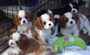 Photo №1. cavalier king charles spaniel - for sale in the city of Baierbrunn | 329$ | Announcement № 147570