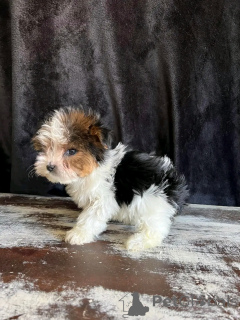 Photo №2 to announcement № 139043 for the sale of beaver yorkshire terrier - buy in Germany private announcement, breeder