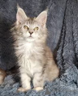 Photo №4. I will sell maine coon in the city of Bern. private announcement, breeder - price - 723$