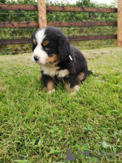 Photo №3. Cute Bernese Mountain puppies for free adoption. Germany