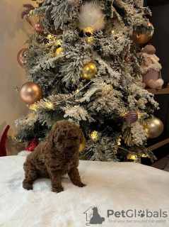 Photo №1. poodle (dwarf) - for sale in the city of Werbass | 1321$ | Announcement № 91070