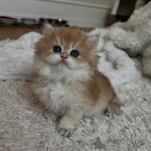 Photo №3. Exotic Shorthair-Kätzchen zu verkaufen. Finland