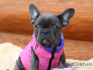 Photo №1. french bulldog - for sale in the city of Leipzig | 232$ | Announcement № 94794