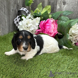 Photo №1. dachshund - for sale in the city of Cali | 210$ | Announcement № 45703