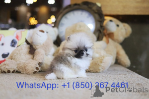 Photo №2 to announcement № 153185 for the sale of pomeranian - buy in United States breeder