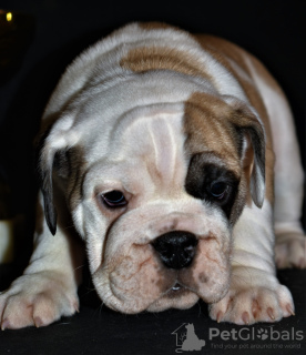Photo №2 to announcement № 8356 for the sale of english bulldog - buy in Russian Federation 