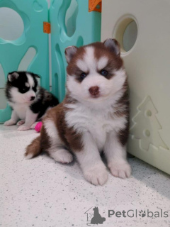 Photo №1. siberian husky - for sale in the city of Floral Park | 900$ | Announcement № 157281