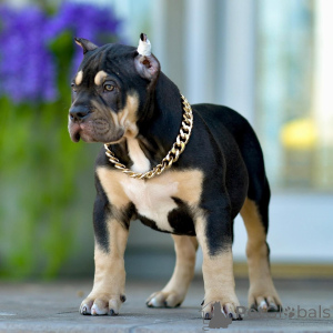 Photo №1. american bully - for sale in the city of Denver | 1500$ | Announcement № 161280