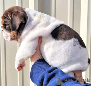 Photo №3. Englische Bulldogge Welpen zur Adoption. Germany