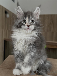 Photo №1. maine coon - for sale in the city of Munich | Is free | Announcement № 165689