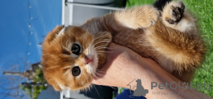 Photo №4. I will sell scottish fold in the city of Anapa. breeder - price - negotiated