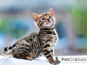 Photo №2 to announcement № 9767 for the sale of bengal cat - buy in Belarus 